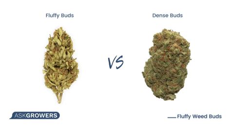 Fluffy Weed Buds: Helpful Tips on How to Avoid Them。